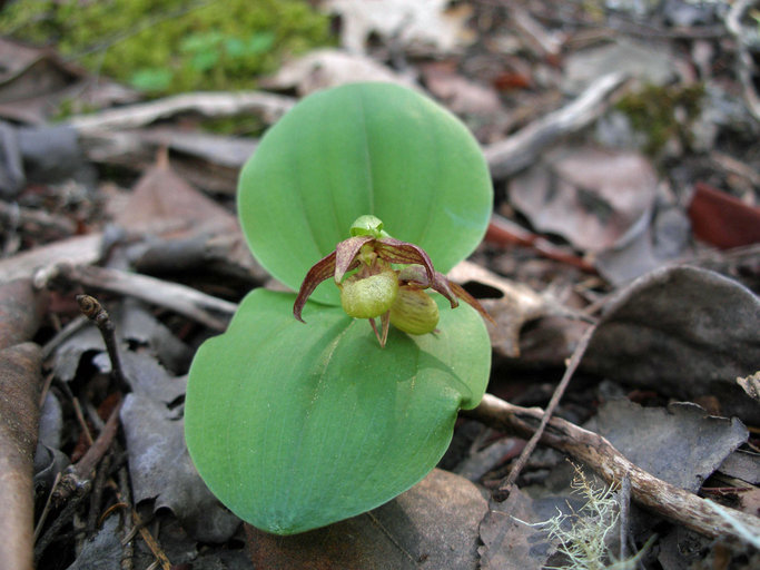 Image of Clustered lady's slipper