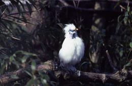 Image of Bali Myna