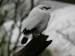 Image of Bali Myna