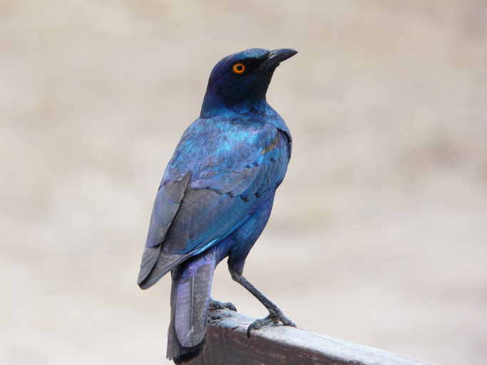 Image of Cape Glossy Starling