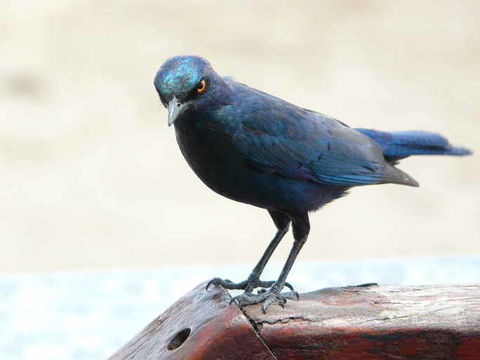 Image of Cape Glossy Starling