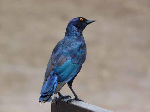 Image of Cape Glossy Starling