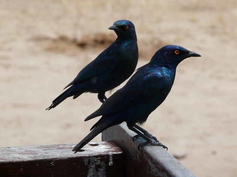 Image of Cape Glossy Starling