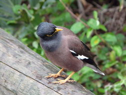 Imagem de Acridotheres tristis (Linnaeus 1766)