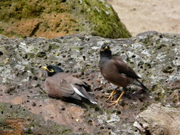 Image of Calcutta myna