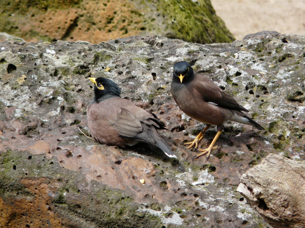 Image of Calcutta myna