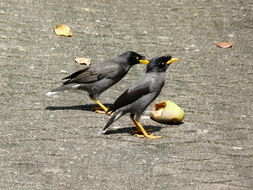 Imagem de Acridotheres javanicus Cabanis 1851