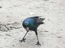 Image of Meves's Glossy-Starling