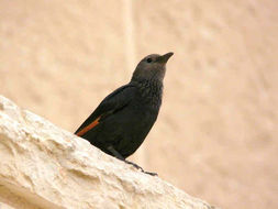 Image of Arabian Chestnut-winged Starling