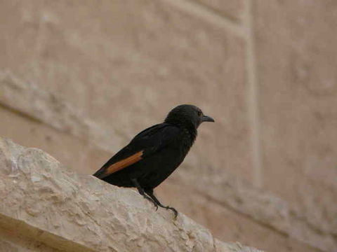 Image of Arabian Chestnut-winged Starling