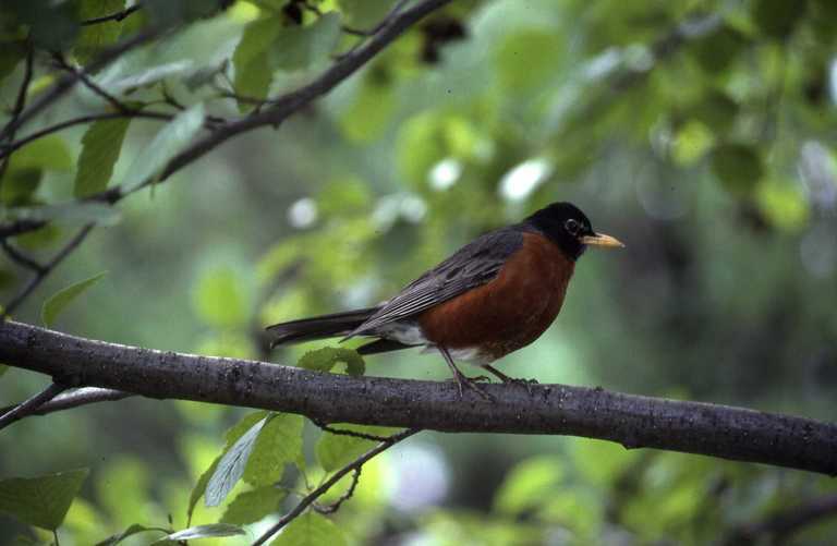 Image of American Robin