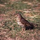 Image of Song Thrush