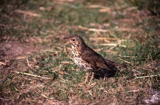 Image of Song Thrush