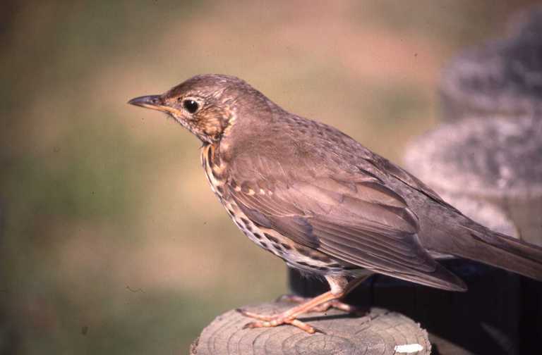 Image of Song Thrush