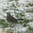 Image of Fieldfare