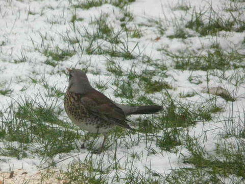 Image of Fieldfare