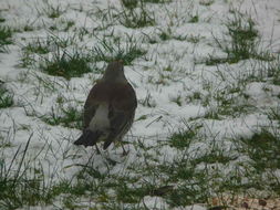 Image of Fieldfare