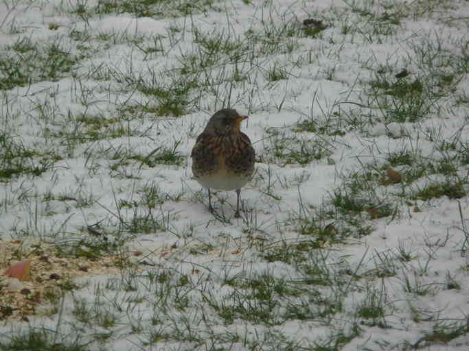 Image of Fieldfare