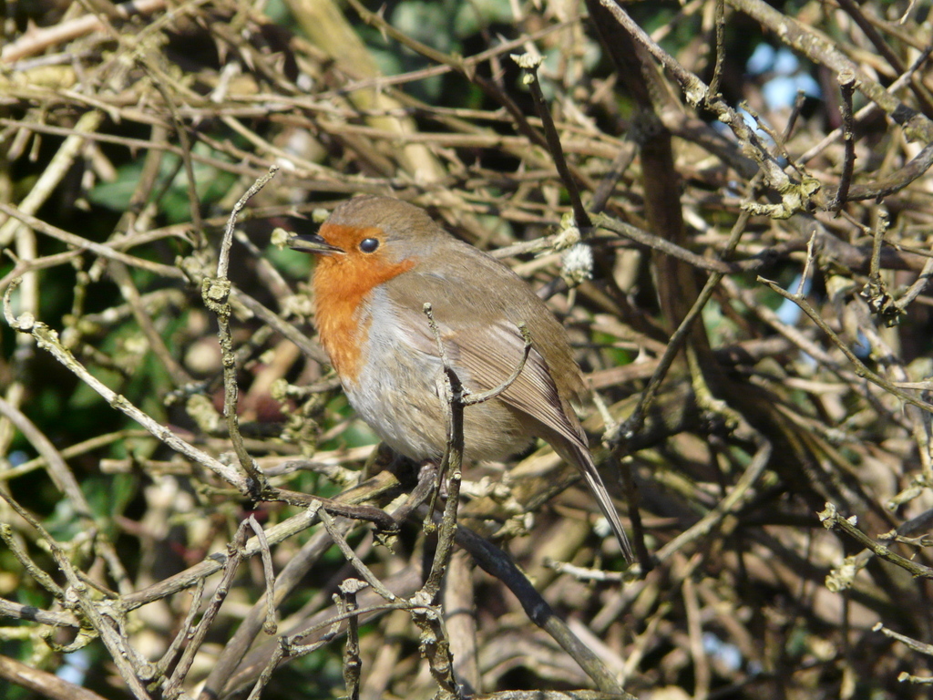 Image of robin, european robin