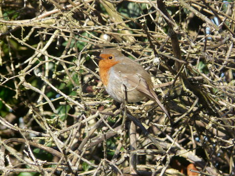 Image of robin, european robin