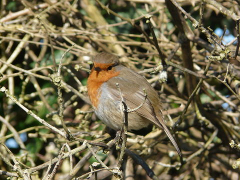 Image of robin, european robin