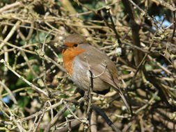 Image of robin, european robin