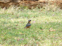 Image of Heuglin's Robin