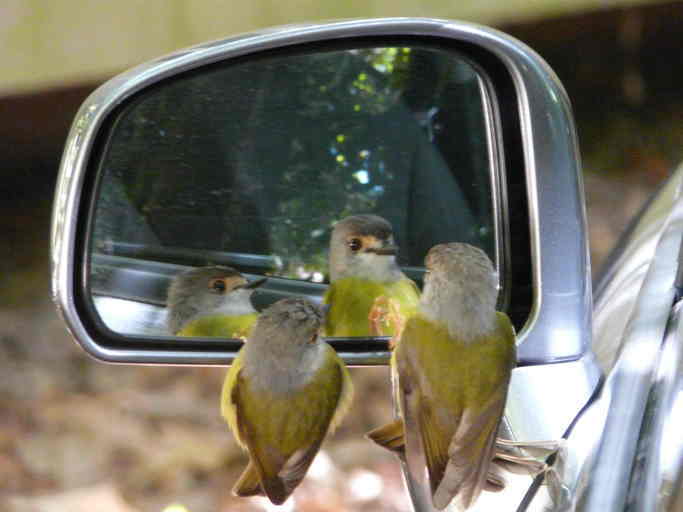 Image of Pale-yellow Robin