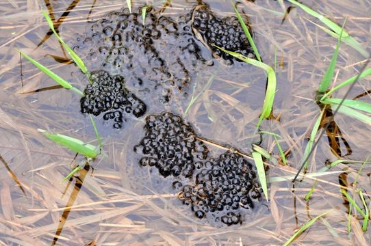 Image of Oregon Spotted Frog