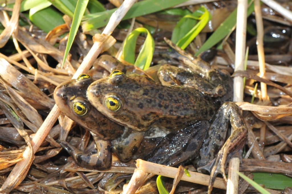 Image of Oregon Spotted Frog