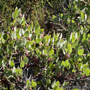 صورة Arctostaphylos glandulosa subsp. crassifolia (Jepson) P. V. Wells