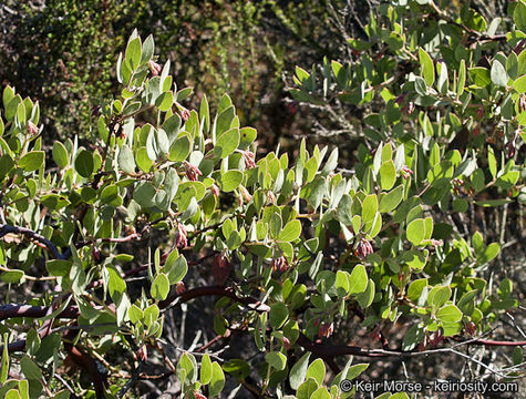 Image of Del Mar manzanita