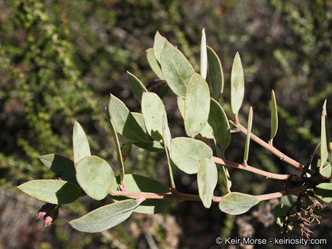 Image of Del Mar manzanita