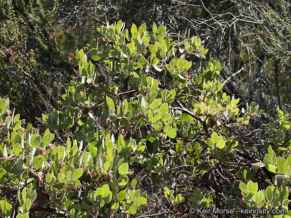 Imagem de Arctostaphylos glandulosa subsp. crassifolia (Jepson) P. V. Wells