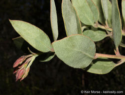 Imagem de Arctostaphylos glandulosa subsp. crassifolia (Jepson) P. V. Wells