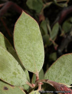 Imagem de Arctostaphylos glandulosa subsp. crassifolia (Jepson) P. V. Wells