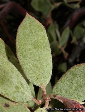 Слика од Arctostaphylos glandulosa subsp. crassifolia (Jepson) P. V. Wells