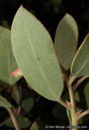 Imagem de Arctostaphylos glandulosa subsp. crassifolia (Jepson) P. V. Wells