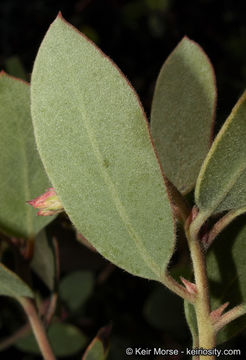 Слика од Arctostaphylos glandulosa subsp. crassifolia (Jepson) P. V. Wells