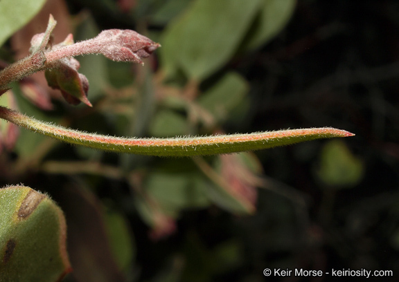 Imagem de Arctostaphylos glandulosa subsp. crassifolia (Jepson) P. V. Wells