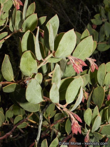 Imagem de Arctostaphylos glandulosa subsp. crassifolia (Jepson) P. V. Wells