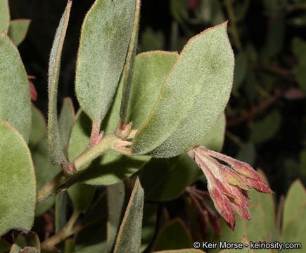 Imagem de Arctostaphylos glandulosa subsp. crassifolia (Jepson) P. V. Wells