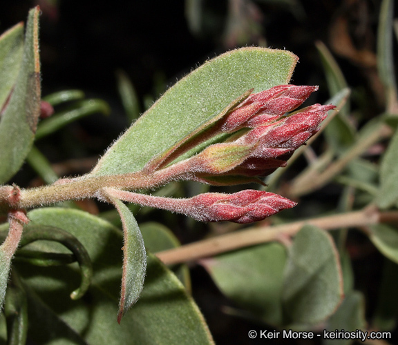 Imagem de Arctostaphylos glandulosa subsp. crassifolia (Jepson) P. V. Wells