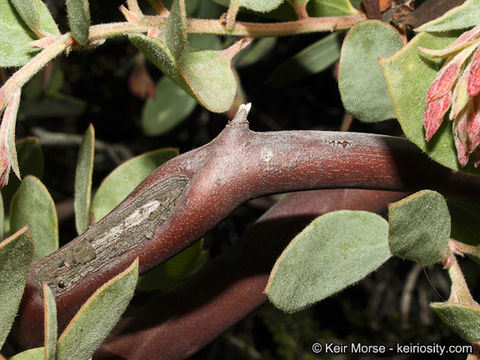 Image of Del Mar manzanita