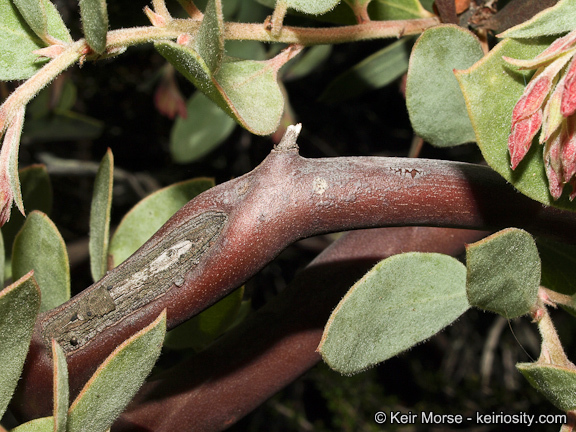 Imagem de Arctostaphylos glandulosa subsp. crassifolia (Jepson) P. V. Wells