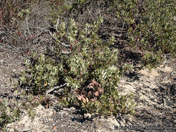 Imagem de Arctostaphylos glandulosa subsp. crassifolia (Jepson) P. V. Wells