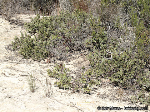 Слика од Arctostaphylos glandulosa subsp. crassifolia (Jepson) P. V. Wells