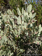 Imagem de Arctostaphylos glandulosa subsp. crassifolia (Jepson) P. V. Wells