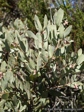 Слика од Arctostaphylos glandulosa subsp. crassifolia (Jepson) P. V. Wells