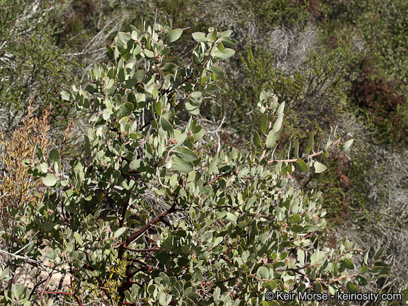 Imagem de Arctostaphylos glandulosa subsp. crassifolia (Jepson) P. V. Wells